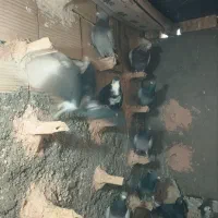 آلمانی فروشی با این شماره تماس بگیرید