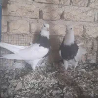 کبوتر طوقی