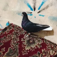 کبوتر پلاکی|پرنده|شیراز, احمدآباد|دیوار