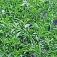 هفت عدد رده علف