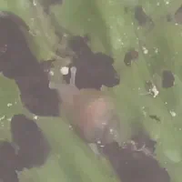 جوجه حلزون سالم تخفیف خورده