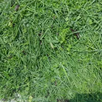 سبزی آماده قورمه سبزی