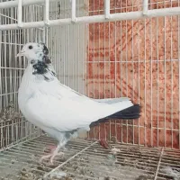 دمبی|پرنده|بجنورد, |دیوار