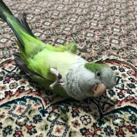 طوطی راهب با قفس|پرنده|بندرعباس, |دیوار