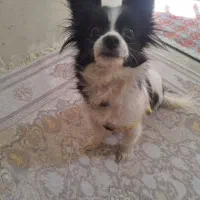 سگ شیواوا شی واوا