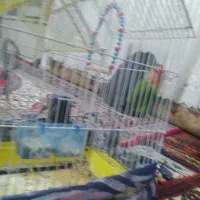 پرندهکوتوله|پرنده|قم, قلعه کامکار|دیوار