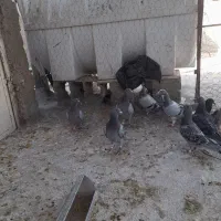 سلام و درود