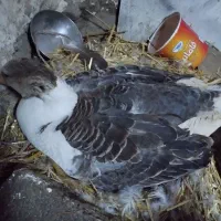 غاز کرچ محلی