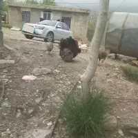 بوقلمون محلی