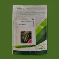 بهترین رقم های بذر هندوانه شرکتی با ضمانت رسمی