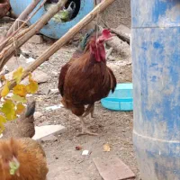 خروس محلی|حیوانات مزرعه|دلیجان, |دیوار