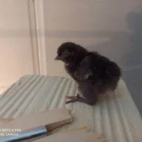جوجه 3 روزه مرغ و بلدرچین
