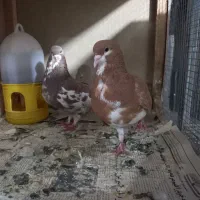 جفت کبوتر شهری