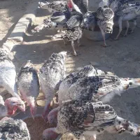 ۵۰عدد بقلمون جوانه محلی|حیوانات مزرعه|زهک, |دیوار