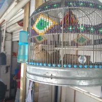 قفس پرنده