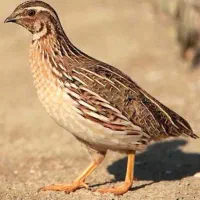 وگذاری پرنده.