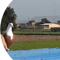 کبوتر رنگی اتیغه