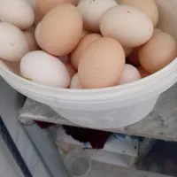 تخم مرغ محلی تازه نطفه دار
