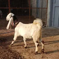 بز درجه یک گلابی اصل آبستن سنگین