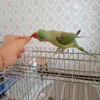 شاه طوطی نر و عروس هلندی