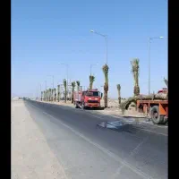 فروش نخل خرما بلندوچندمتری|گل و گیاه طبیعی|چابهار, |دیوار