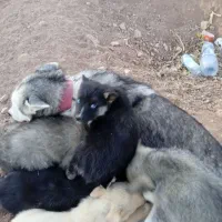 توله سگ هاسکی به فروش می‌رسد