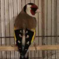 سهره گردن کلفت مست