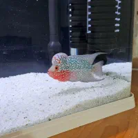 ماهی فلاور هورن تایلندی|ماهی|اصفهان, دشتستان|دیوار