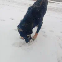 سگ سگ سگ|سگ|زنجان, |دیوار