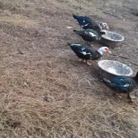 اردک اسرائیلی|حیوانات مزرعه|چاف و چمخاله, |دیوار