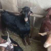 یک راس بزغاله نر چاق