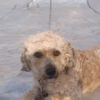 فروش فوری سگ نژاد پودل نر موفرفری|سگ|اردبیل, |دیوار