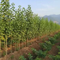 نهــال صنـوبر صادراتی سود بالا با کاشت کم‌هزینه