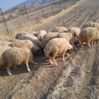 ۲۰ عدد بره پرواری