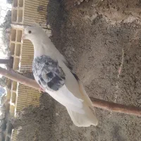 کبوتر دوکت|حیوانات|مبارکه, |دیوار