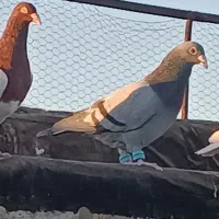 کفتر سار ماده سبزنر و جوجه ساده وپولک|پرنده|قلندر آباد, |دیوار