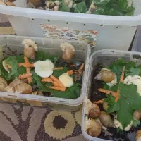 حلزون مخصوص آرایشی جوانسازی پوست.
