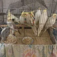 ۵عددعروس هلندی ۳عدد لوتینو۲عدد گل باقالی