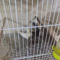 ۲ جفت مولد|پرنده|تالش, طولارود|دیوار