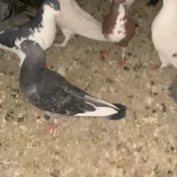 کفتر شهرستانی رنگی|پرنده|فردیس, خیام شرقی|دیوار