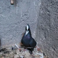 ارزان کفتر|حراج|رفسنجان, |دیوار