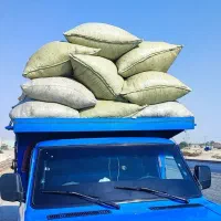 کاه خارشتر خشک شده با خرمنکوب