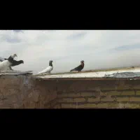 کبوتر پرشی رنگ جفت یک میلیون و ۲۰۰|پرنده|نصر آباد, |دیوار