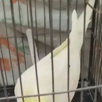 عروس هلندی نرسخنگو
