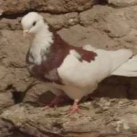 کبوتر تهرانی