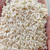 پخش عمده برنج عنبر بو