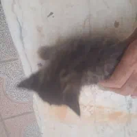 بچه گربه
