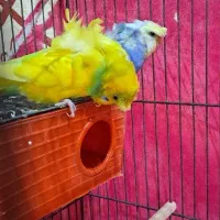 پروانه ای جفت فول فروش فوری