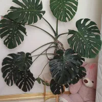 گل برگ انجیری مانسترا