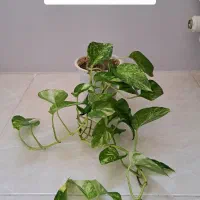 سانسوریا، گیاه آپارتمانی|گل و گیاه طبیعی|تبریز, |دیوار